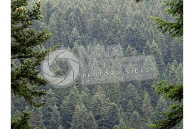 Abies alba. European silver fir