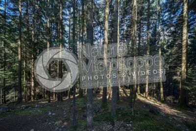 Abies alba. European silver fir. Stem