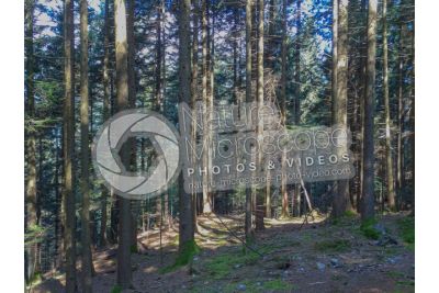Abies alba. European silver fir. Stem