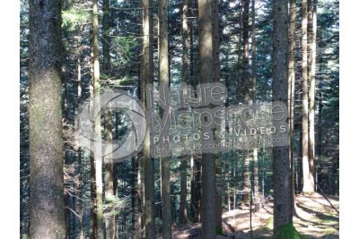 Abies alba. European silver fir. Stem
