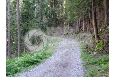 Abies alba. European silver fir. Stem