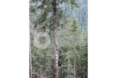 Abies alba. European silver fir. Stem
