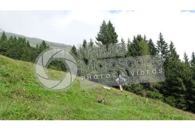 Picea abies. Norway spruce