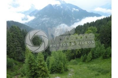 Picea abies. Norway spruce