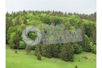 Picea abies. Norway spruce