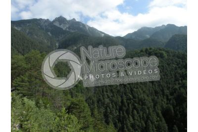 Picea abies. Norway spruce