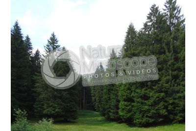 Picea abies. Norway spruce