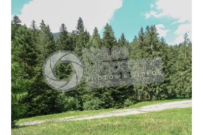 Picea abies. Norway spruce