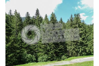 Picea abies. Norway spruce