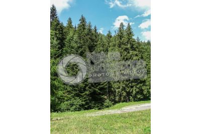 Picea abies. Norway spruce