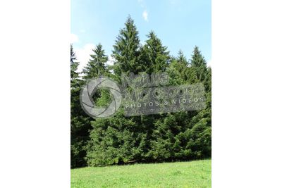 Picea abies. Norway spruce