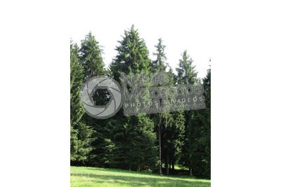 Picea abies. Norway spruce