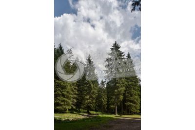 Picea abies. Norway spruce