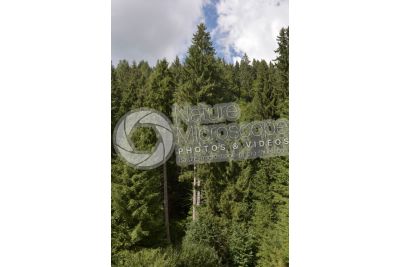 Picea abies. Norway spruce