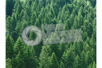 Picea abies. Norway spruce