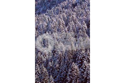 Picea abies. Norway spruce