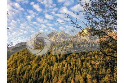 Picea abies. Norway spruce