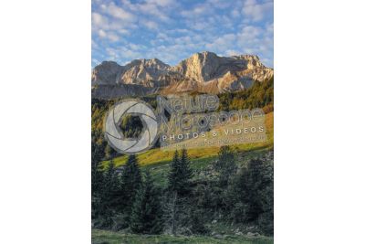 Picea abies. Norway spruce