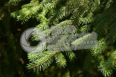Picea abies. Norway spruce. Leaf
