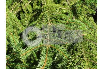 Picea abies. Norway spruce. Leaf
