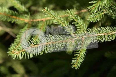 Picea abies. Norway spruce. Leaf