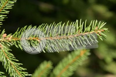 Picea abies. Norway spruce. Leaf