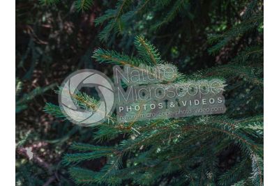 Picea abies. Norway spruce. Leaf