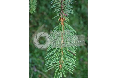 Picea abies. Norway spruce. Leaf