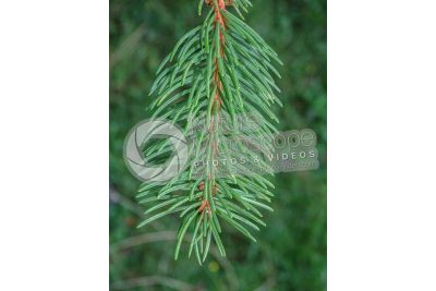 Picea abies. Norway spruce. Leaf