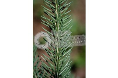 Picea abies. Norway spruce. Leaf