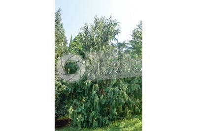 Callitropsis nootkatensis. Nootka cypress