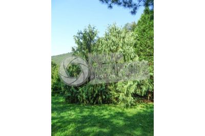 Callitropsis nootkatensis. Nootka cypress