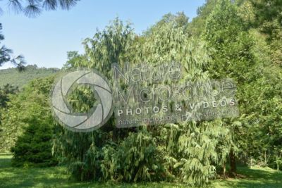 Callitropsis nootkatensis. Nootka cypress