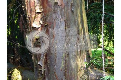 Callitropsis nootkatensis. Nootka cypress. Stem