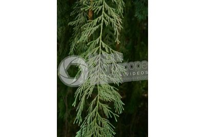 Callitropsis nootkatensis. Nootka cypress. Leaf