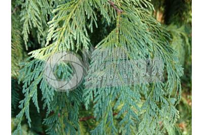Callitropsis nootkatensis. Nootka cypress. Leaf