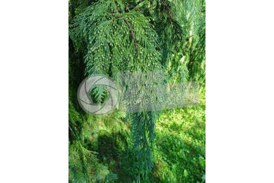 Callitropsis nootkatensis. Nootka cypress. Male strobilus