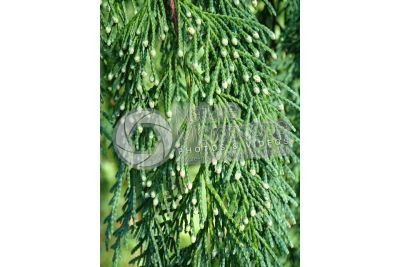 Callitropsis nootkatensis. Nootka cypress. Male strobilus