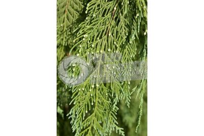 Callitropsis nootkatensis. Nootka cypress. Male strobilus