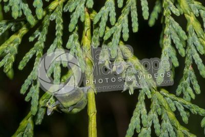 Callitropsis nootkatensis. Nootka cypress. Female strobilus