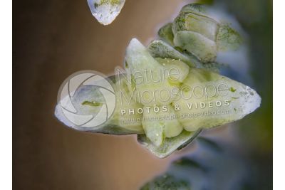 Callitropsis nootkatensis. Nootka cypress. Female strobilus. Top view. 7X