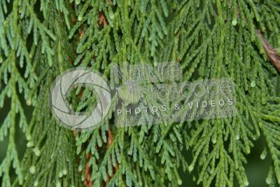 Callitropsis nootkatensis. Nootka cypress. Strobilus