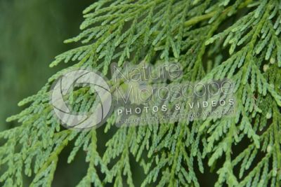 Callitropsis nootkatensis. Nootka cypress. Strobilus