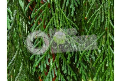Callitropsis nootkatensis. Nootka cypress. Strobilus