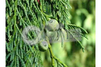 Callitropsis nootkatensis. Nootka cypress. Strobilus