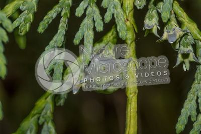 Callitropsis nootkatensis. Nootka cypress. Strobilus