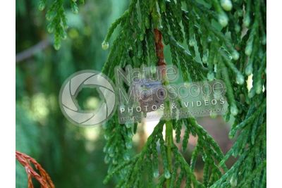 Callitropsis nootkatensis. Nootka cypress. Strobilus