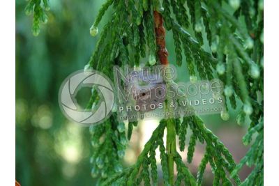 Callitropsis nootkatensis. Nootka cypress. Strobilus