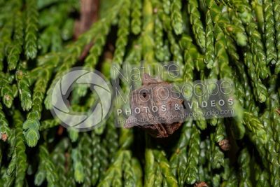 Callitropsis nootkatensis. Nootka cypress. Strobilus