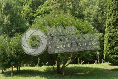 Thuja occidentalis. Northern white-cedar